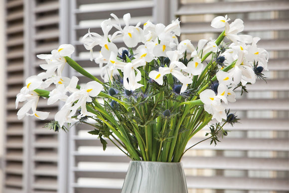 Commandez vos Dutch Iris White Excelsior