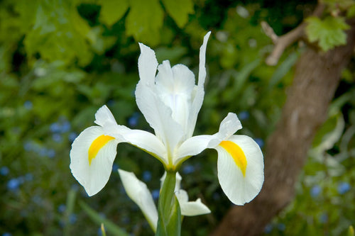 Iris hollandica White Excelsior