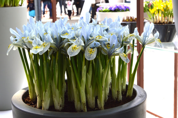 Achat Iris Katharina Hodgkin en ligne pas cher - Bulbes à Fleurs