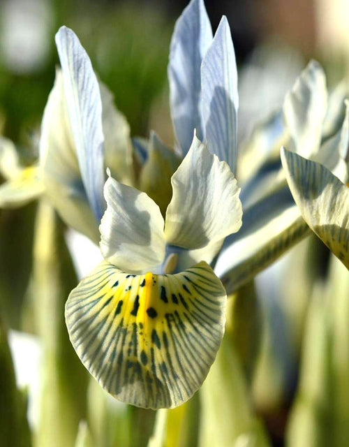 Iris nain « Katharine Hodgkin »