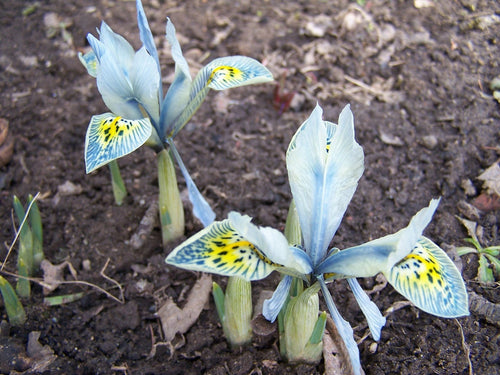 Iris Reticulata Katharine Hodgkin - France