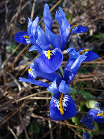 Iris nain Reticulata Harmony