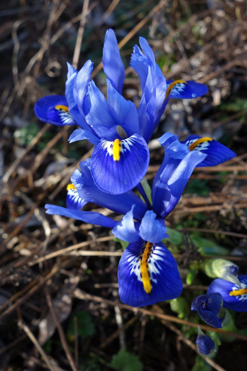 Le Dwarf Iris Reticulata Harmony