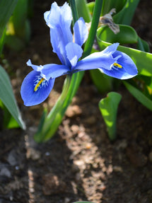 Iris nain Reticulata Cantab