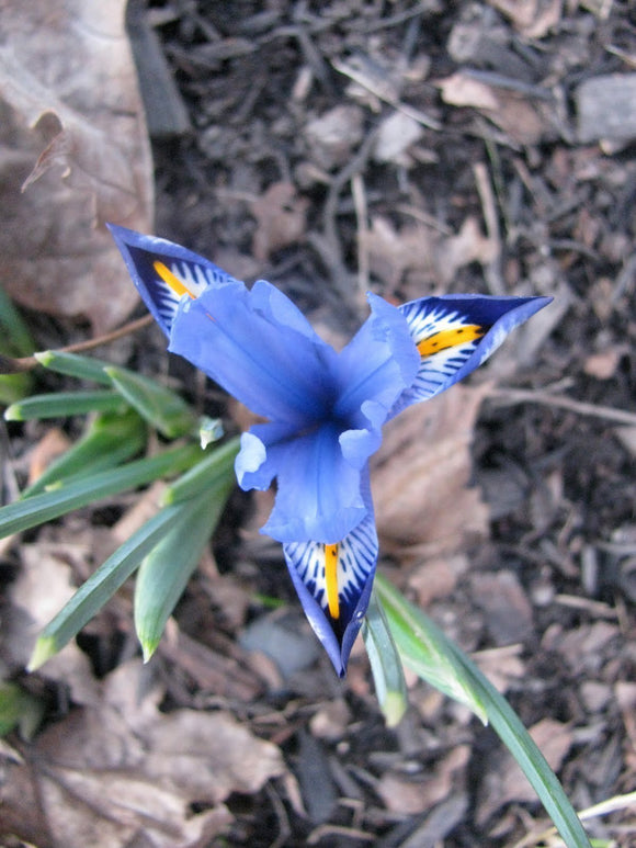 Iris reticulata Cantab fleur d'hiver bulbe Bleu clair Violet
