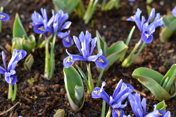 Iris reticulata Harmony