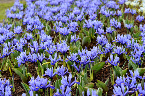 Commandez des bulbes de Draft Iris Reticulata Harmony nains