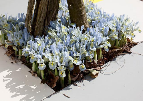 Iris Reticulata Katharine Hodgkin - Bulbes à fleurs