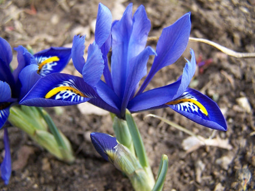 Achetez Iris reticulata Harmony