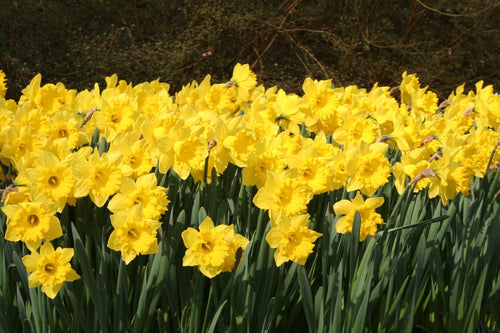 Collection de bulbes de jonquilles - floraison au printemps