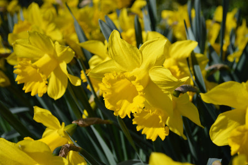 Bulbes de jonquilles - Floraison printanière jaune