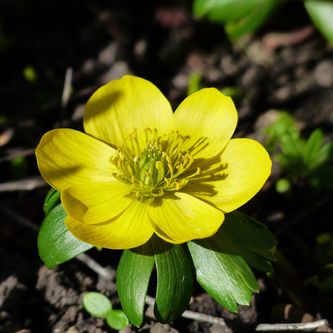 Eranthis (Aconit d'hiver) Eranthis Hyemalis (Aconite d’hiver)