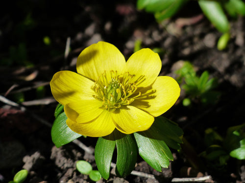 Eranthis Hyemalis (Aconite d’hiver)