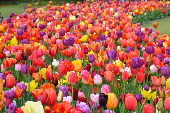 Tulipe Eternal Spring Mix - Acheter des bulbes de tulipes