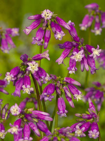 Dichelostemma Ida-Maia Pink Diamond