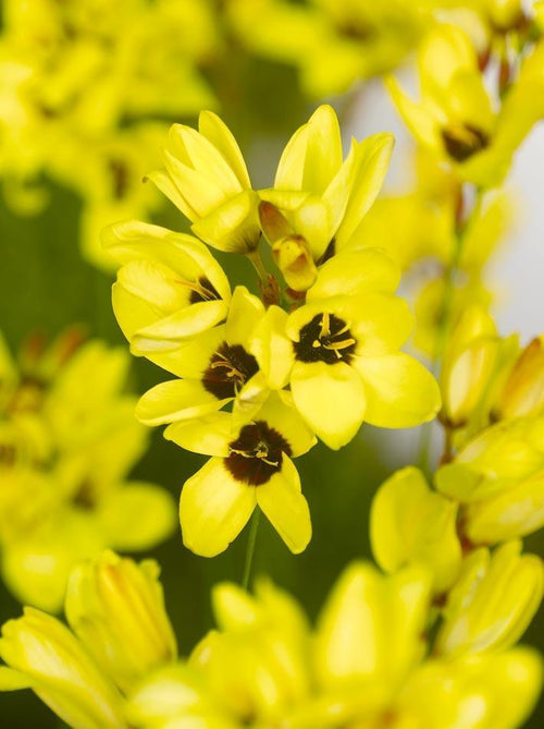 Bulbes d’Ixia jaune