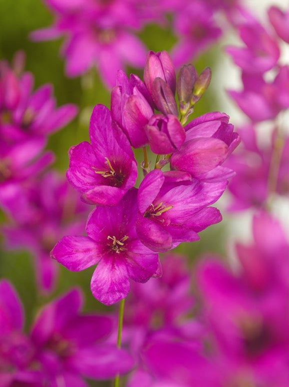 Bulbes à fleurs Ixia rouge