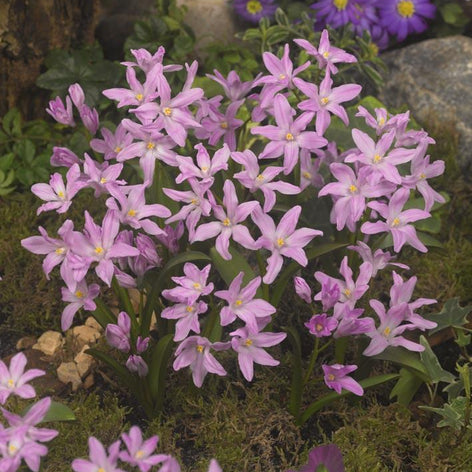 Chionodoxa Lucilea Rose Queen (Glory of the Snow)