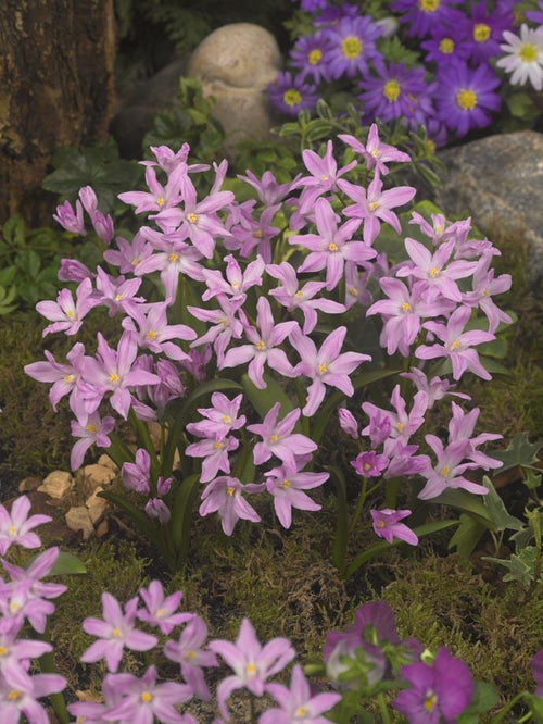 Chionodoxa Lucilea Rose Queen (Glory of the Snow)