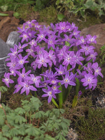 Chionodoxa Lucilea Violet Beauty (Gloire des Neiges)