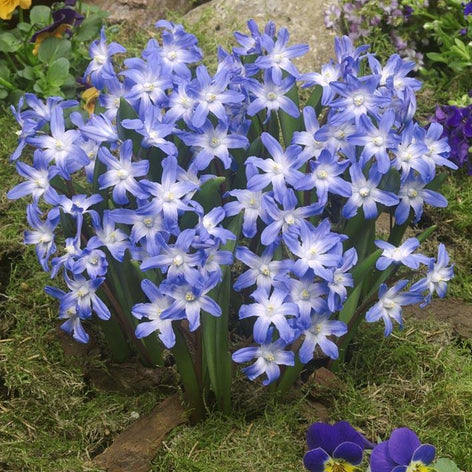 Chionodoxa (Gloire des neiges) Achetez des bulbes de Chionodoxa Lucilea