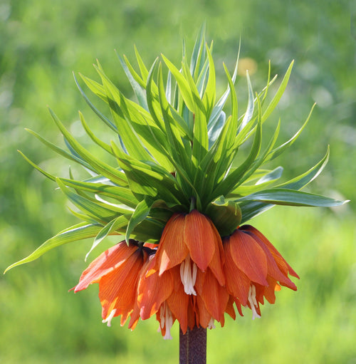 Fritillaire imperiale rubra - Couronne impériale à fleurs rouges