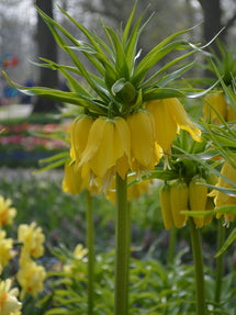 Fritillaria imp. Lutea Maxima - Couronne impériale jaune
