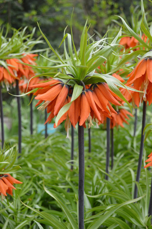 Fritillaria imperialis Rubra MaximaFritillaria imp. Rubra Maxima - Couronne impériale rouge