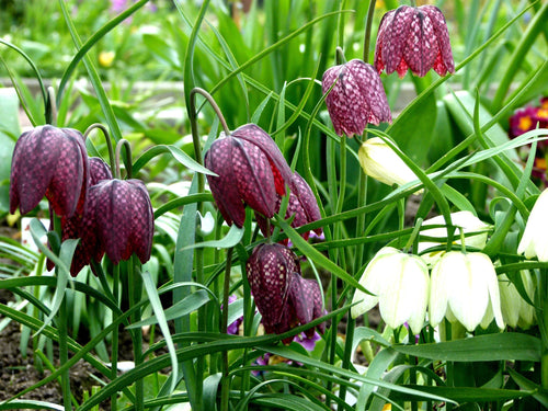 La fritillaire pintade est une fleur de printemps