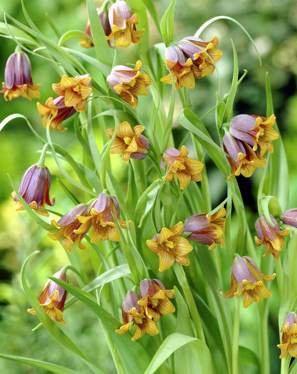 Acheter Fritillaria Uva Vulpis - Fritillaire