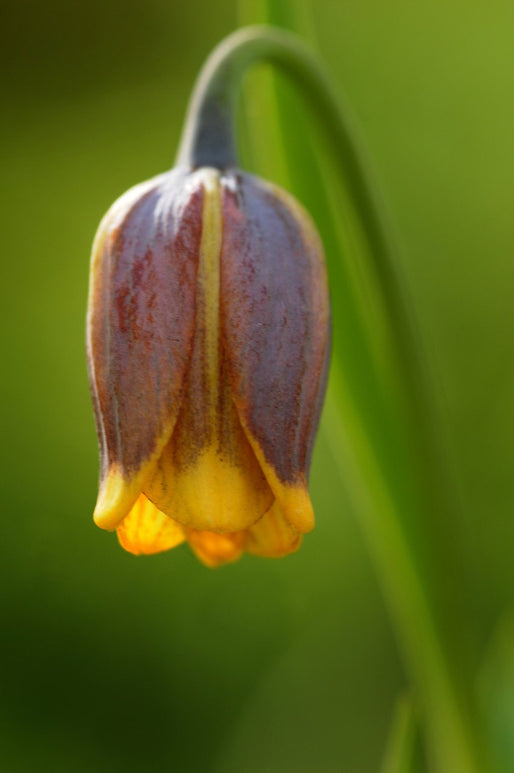 Fritillaria Uva-Vulpis