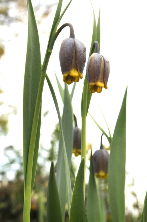 Achat Fritillaire Uva Vulpis en ligne