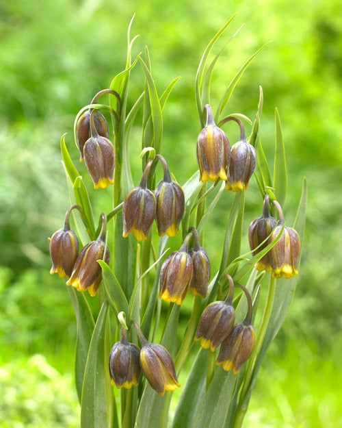 La fritillaire ou fritillaria uva vulpis est une petite plante bulbeuse rare