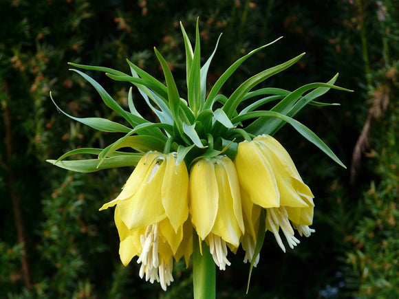 Fritillaire impériale Fritillaria 'Lutea' jaune acheter