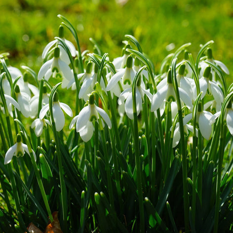 Galanthus Elwesii (Perce-neige)