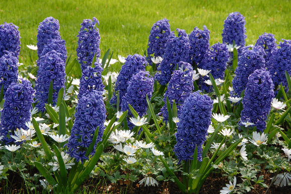 Achat Jacinthe Delft Bleu (Blue Jacket) - Hyacinthus en ligne