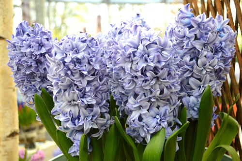Jacinthes à doubles fleurs 'Blue Tango'