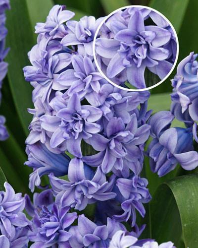 acheter Jacinthe Blue Tango