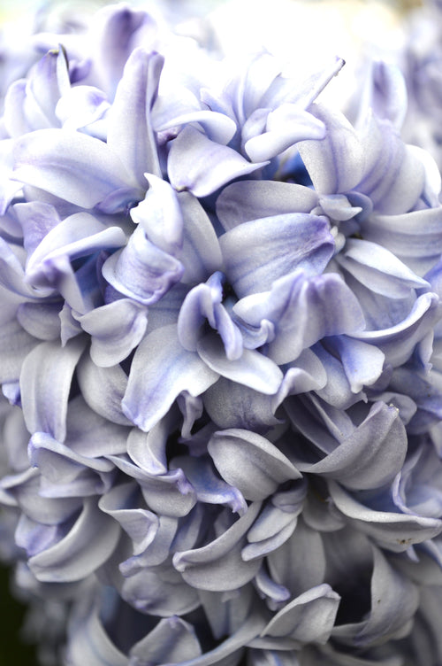 Jacinthe : achat / vente bulbes de jacinthes Blue Tango