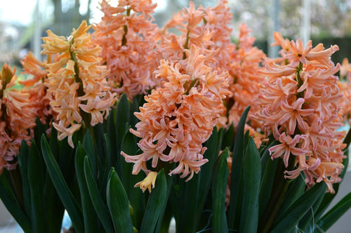 Achat Jacinthe Gipsy Queen - Hyacinthus en ligne