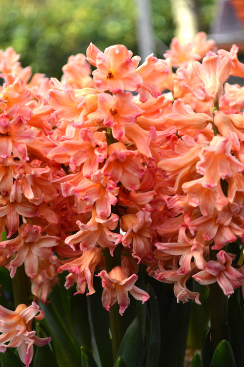 Achat Jacinthe Gipsy Queen - Hyacinthus en ligne