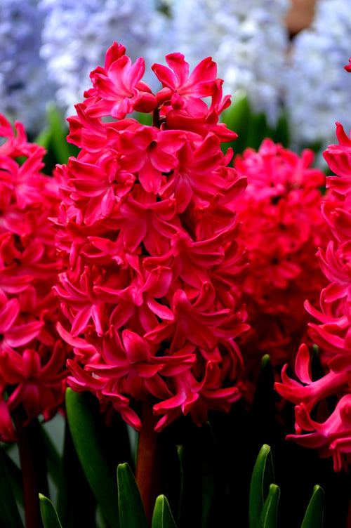 Jacinthe Jan Bos - bulbes de fleurs