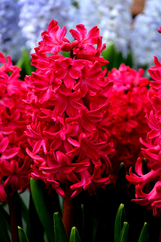 Jacinthe Jan Bos - bulbes de fleurs