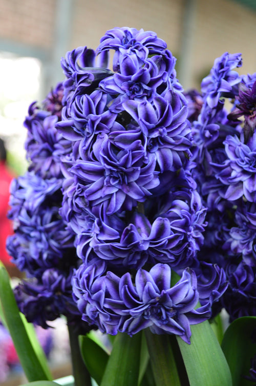 Jacinthe Royal Navy - fleurs bleues richement garnies