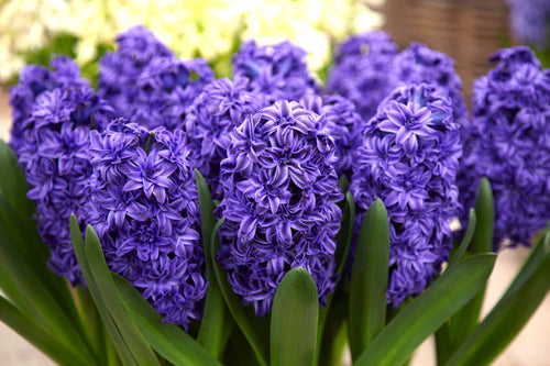 Bulbes automne : Jacinthe double Royal Navy