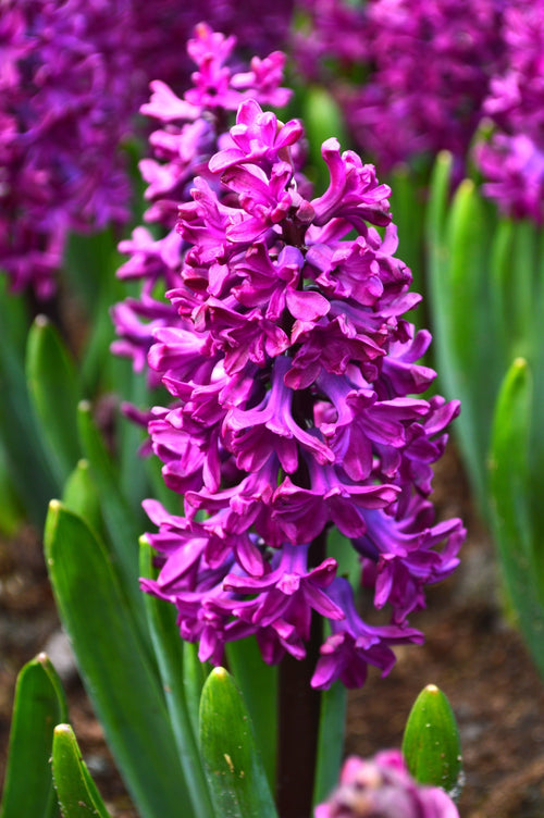 Jacinthe Woodstock