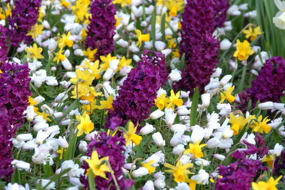 Jacinthes violettes pourpres