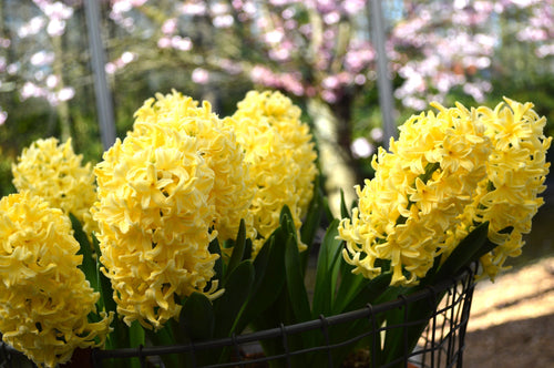 Bulbes de fleurs de jacinthes Yellow Queen France
