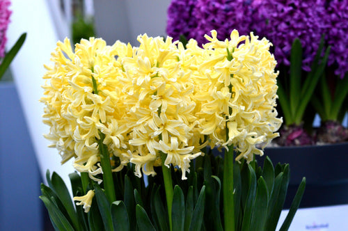 Achetez Jacinthe bulbes a fleur Yellow Queen