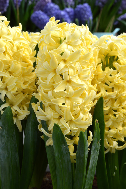 Jacinthe Yellow Queen